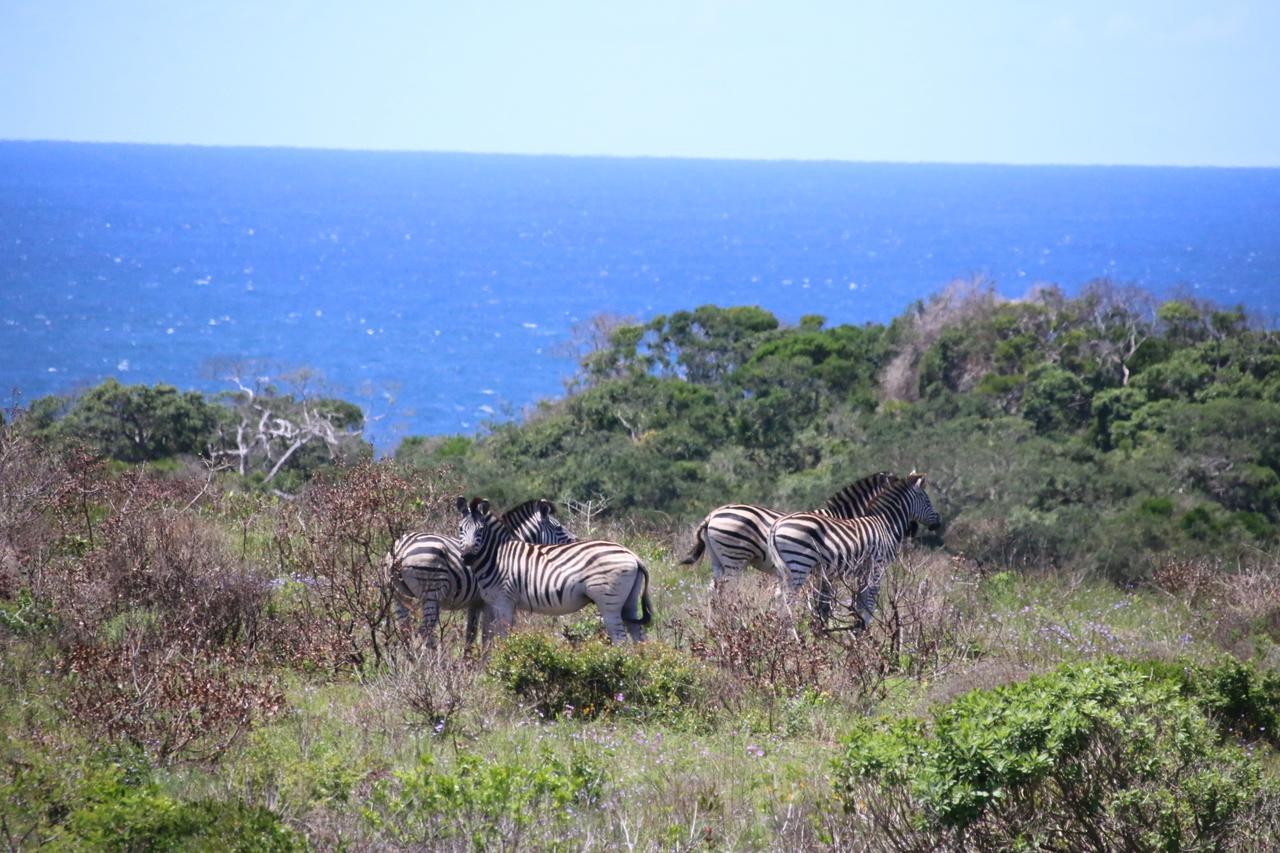 Saint Lucia Estuary نزل سانت لوسيا كينغ فيشر المظهر الخارجي الصورة
